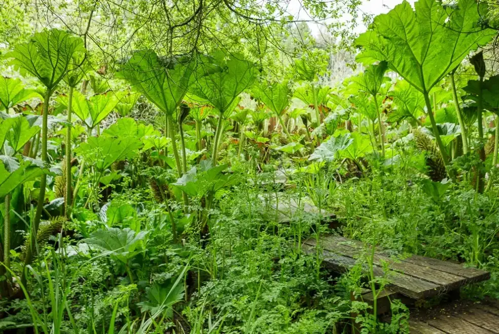 Garden at Lingcombe Barn in Dartmoor