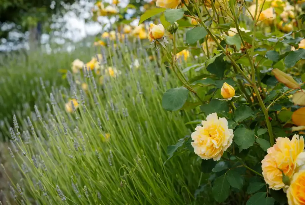 Garden at Little Canwood House, Sleeps 7+1, 5* Gold Award Winning