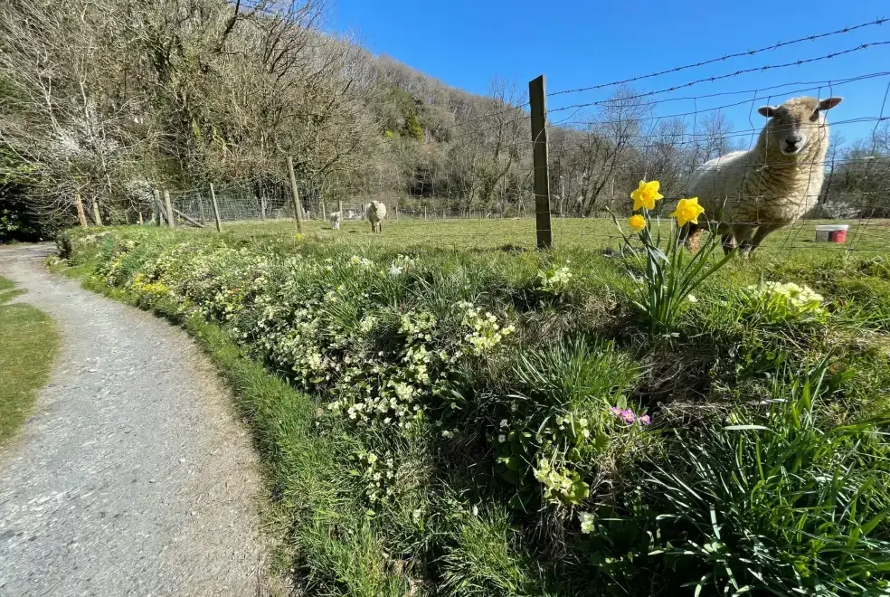  at Lletty Bach