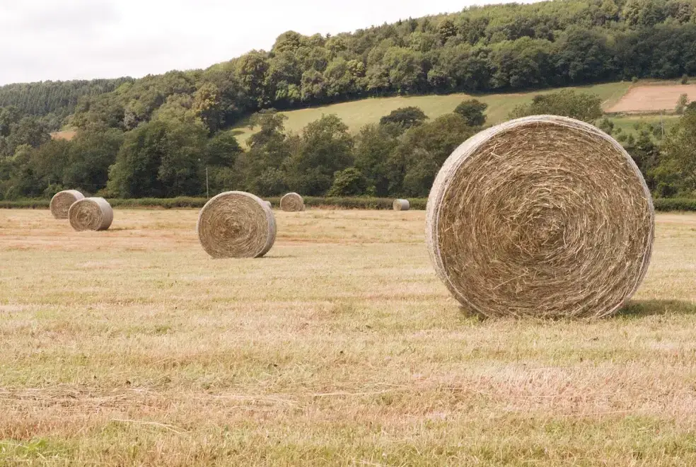 Countryside views at Lower Tundridge Cottage