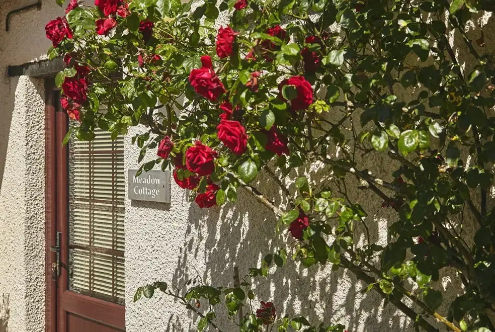 Garden at Meadow Cottage