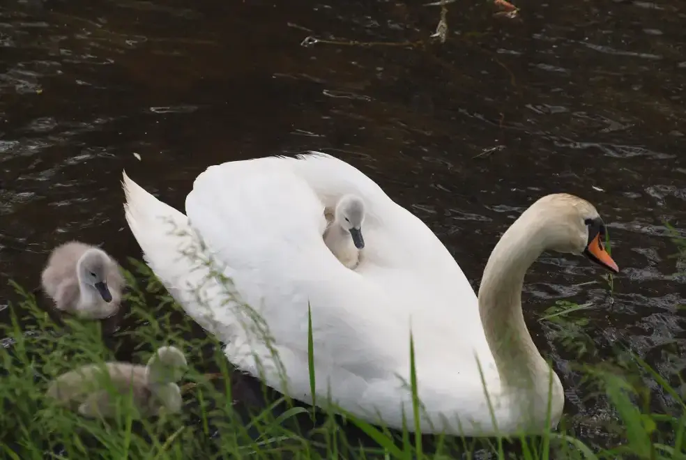 Countryside near Mendham Mill - a fabulous holiday home over a river