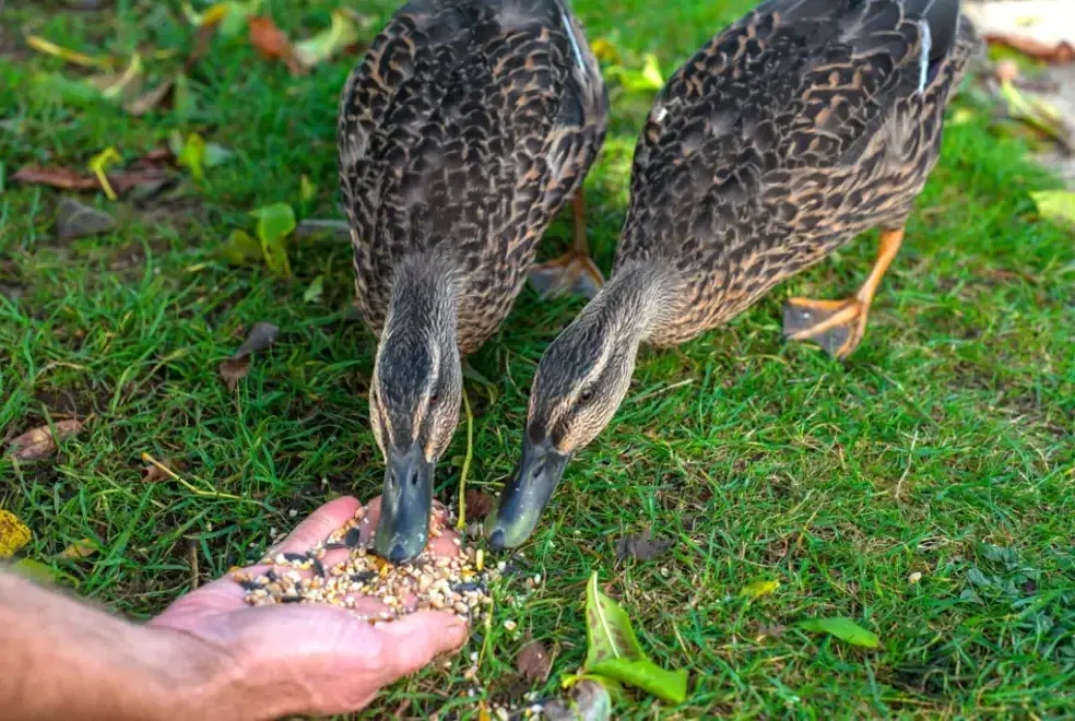 Garden at Millers House at Mendham Mill