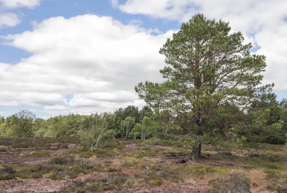 Countryside near Moss of Bourach