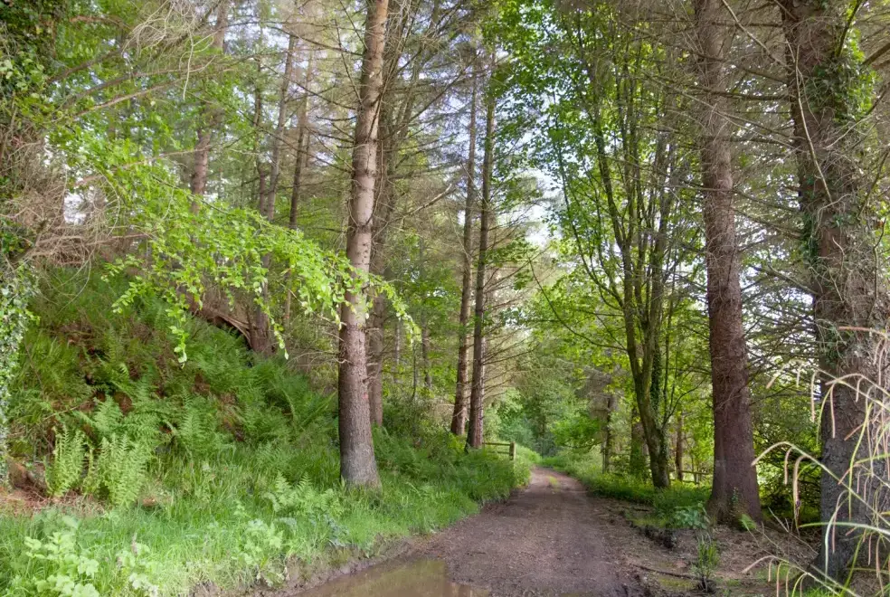 Countryside near Mr McGregors' Cottage