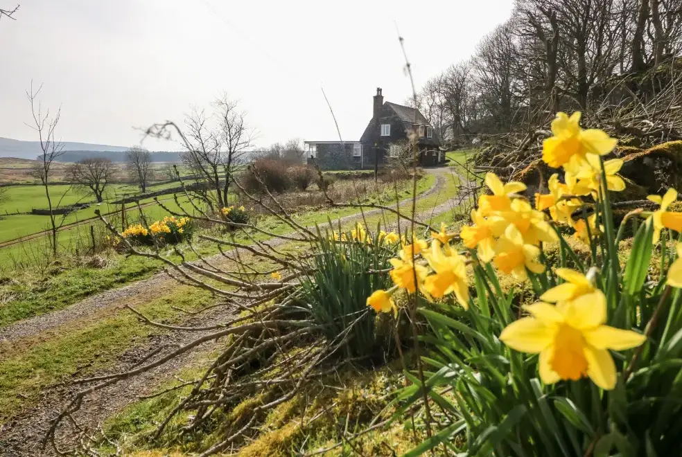 Countryside near Netherscar