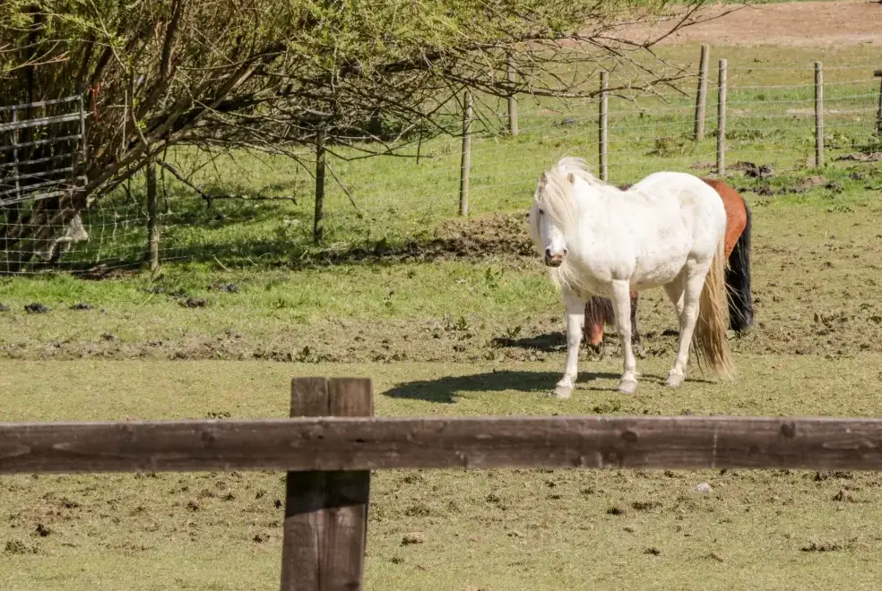 Countryside views at Oakwood Rural Cottage, North Wales