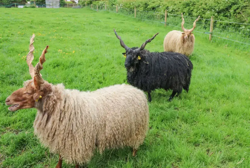 Countryside near Otters Holt
