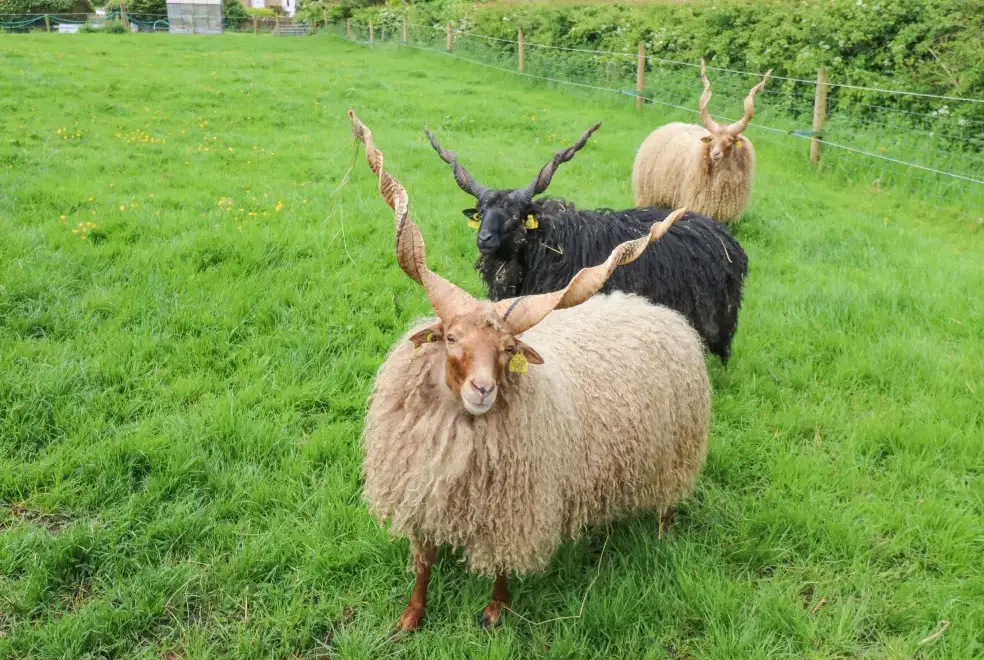 Countryside near Otters Holt