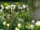 Garden at Penty Parc - thumbnail photo