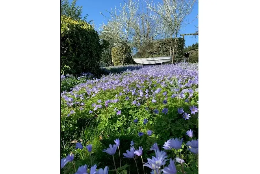 Garden at Petite Fleur