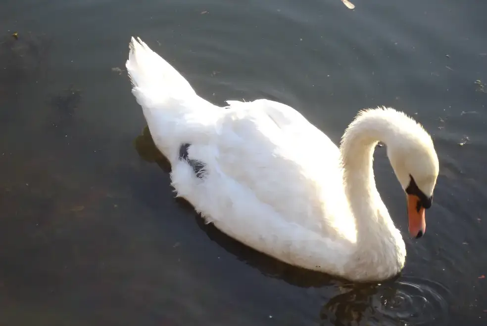 Lake view at River Bank Cottage