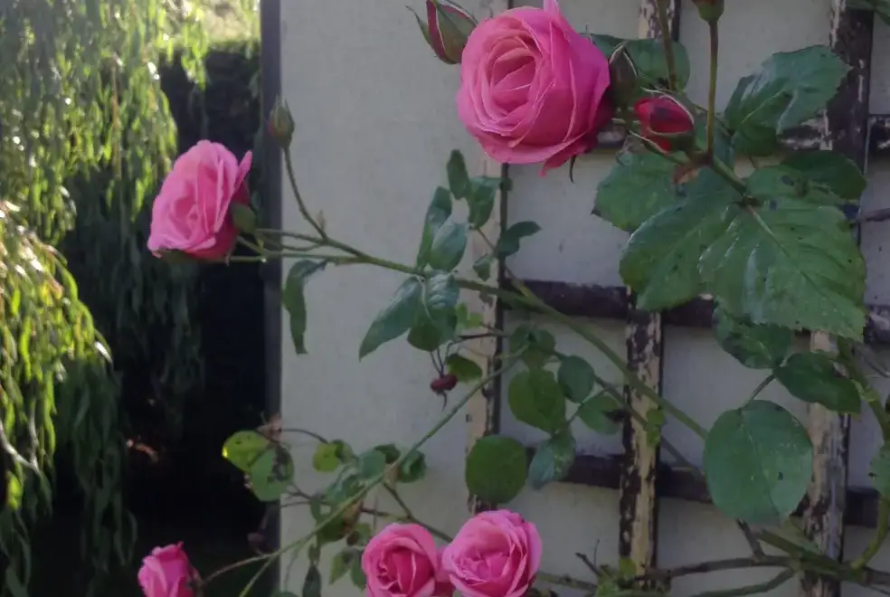 Garden at River Bank Cottage