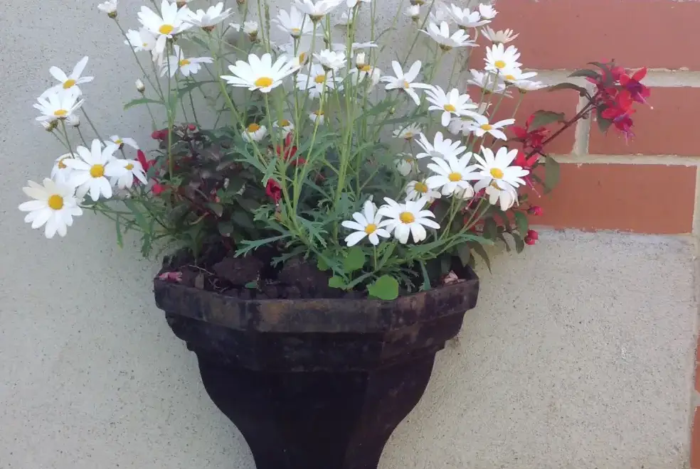 Garden at River Bank Cottage