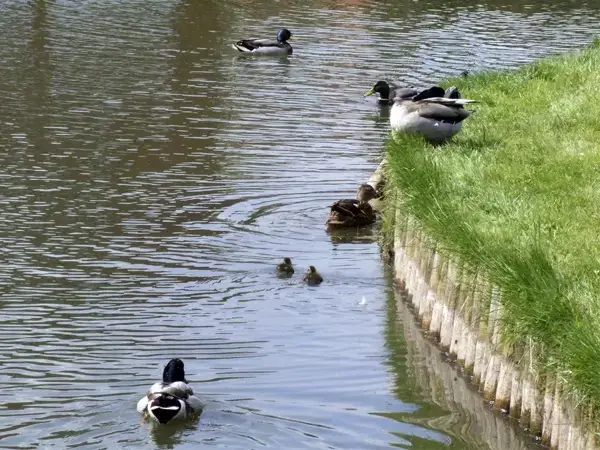 Lake view at Rosewaters Cottage, Near Stourport-on-Severn, Heart Of England
