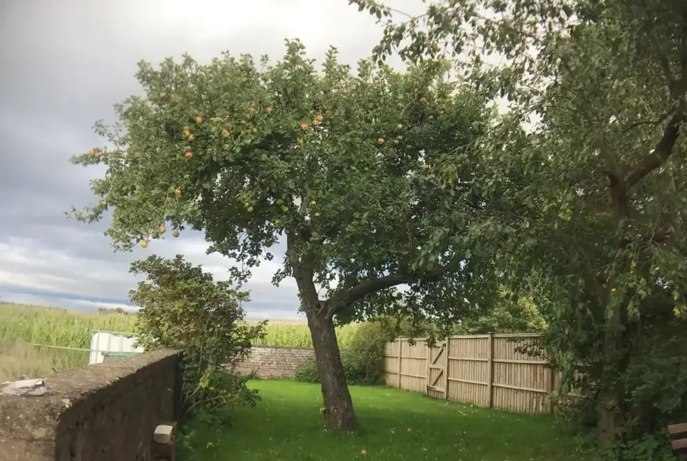 Enclosed garden at Ryton Grange