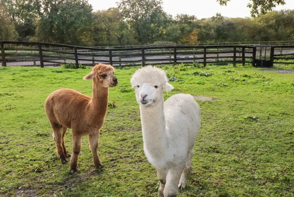 Countryside near Saddlers Cottage, Berllandeg Farm
