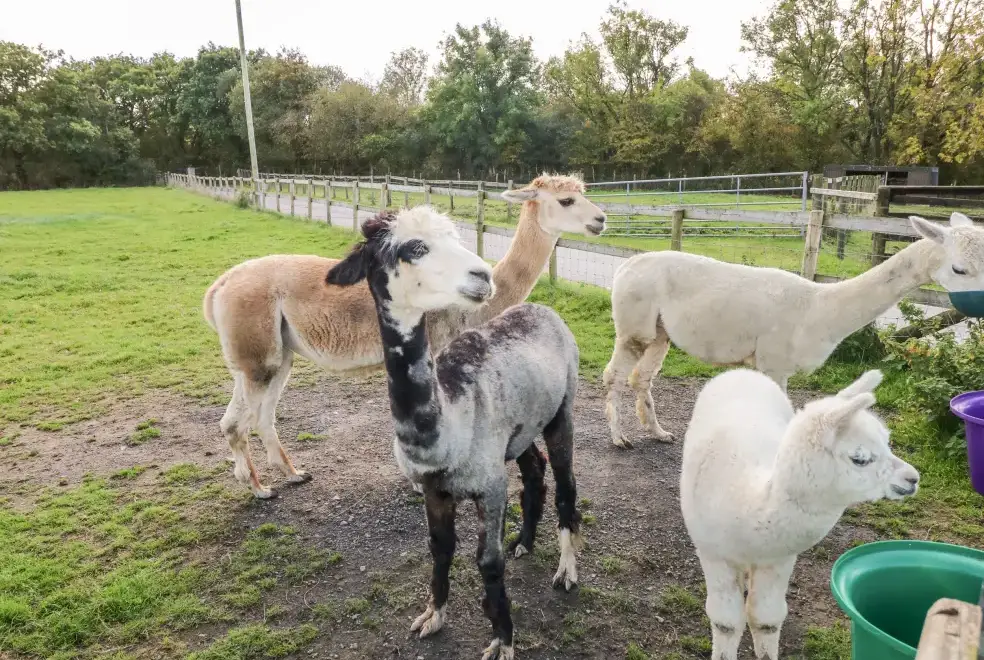 Countryside near Saddlers Cottage, Berllandeg Farm
