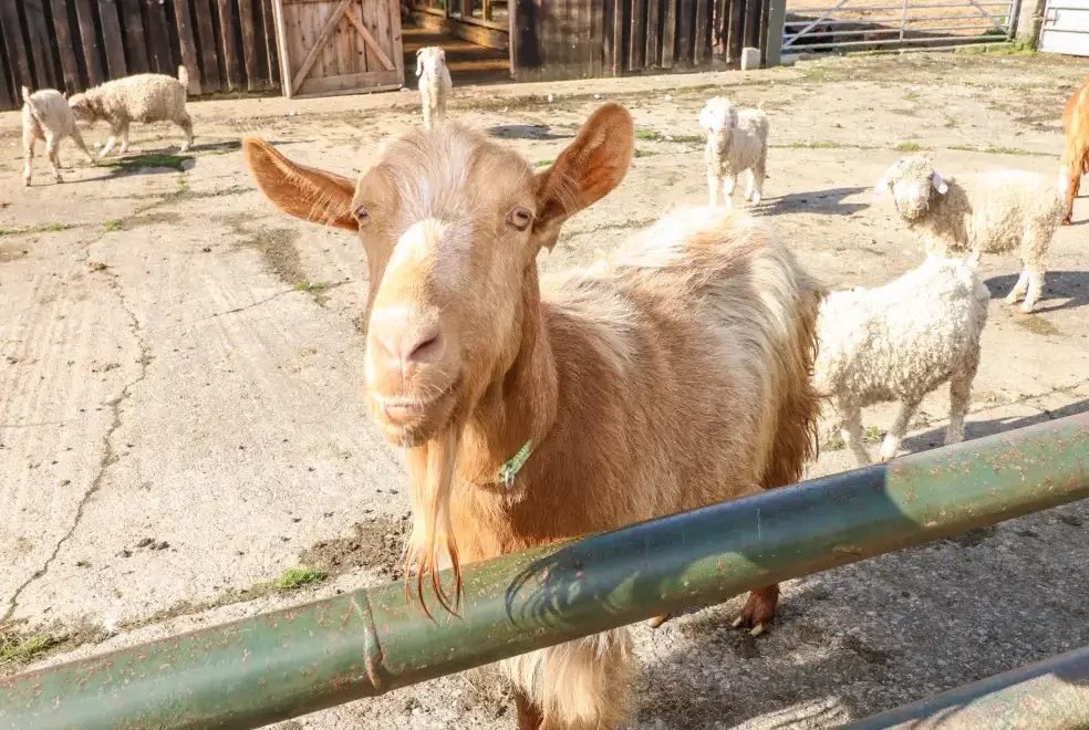 Countryside near Saddlers Cottage, Berllandeg Farm
