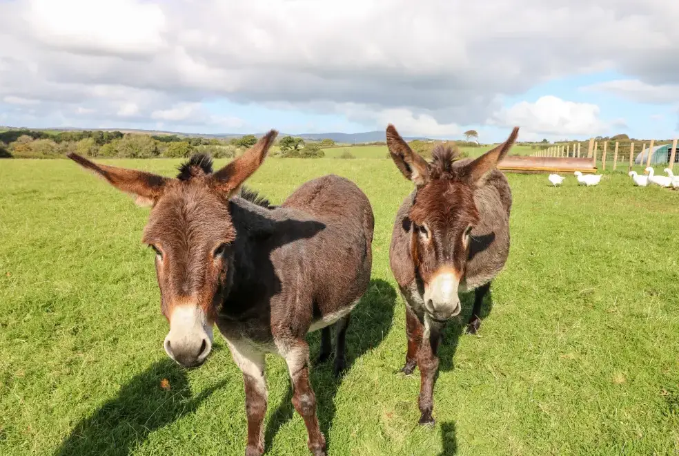 Countryside views at Saddlers Cottage, Berllandeg Farm
