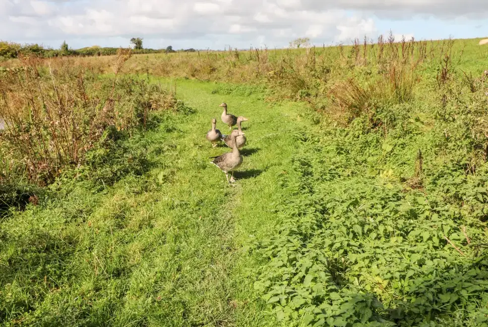 Countryside near Saddlers Cottage, Berllandeg Farm