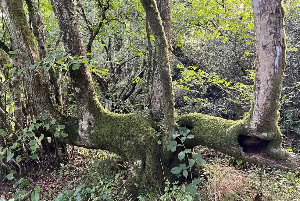 Countryside near Saddlers Cottage, Berllandeg Farm