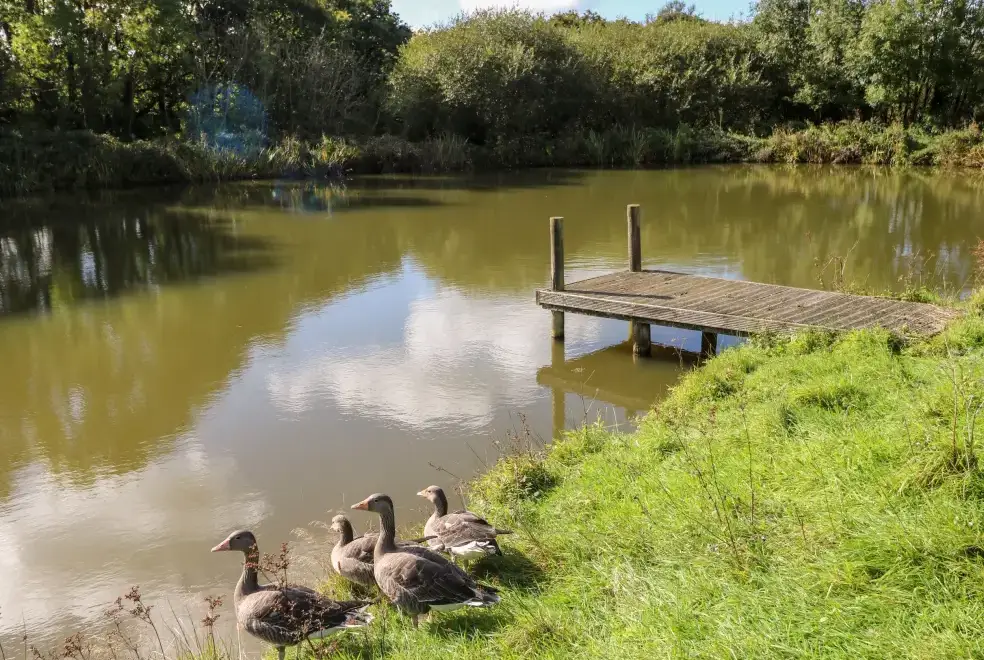 Lake view at Saddlers Cottage, Berllandeg Farm