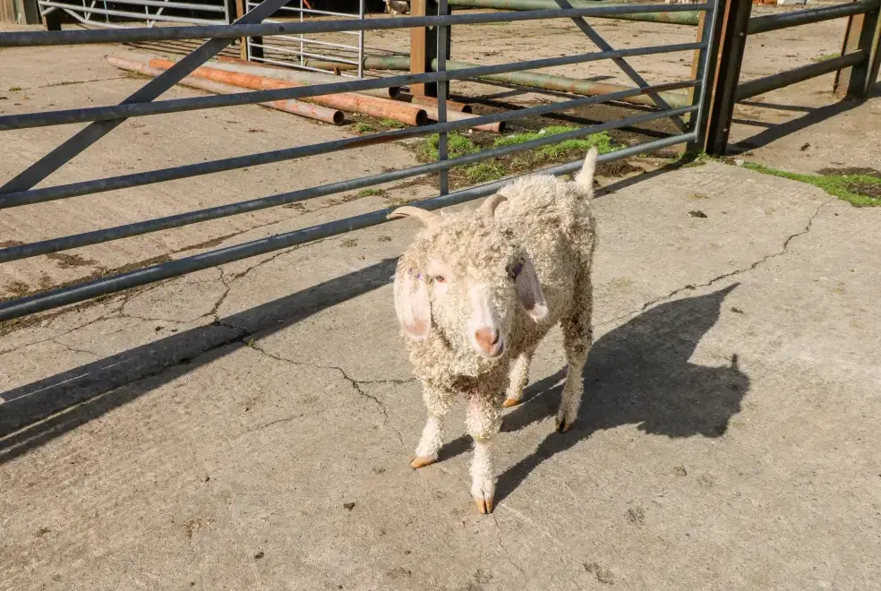 Countryside near Saddlers Cottage, Berllandeg Farm