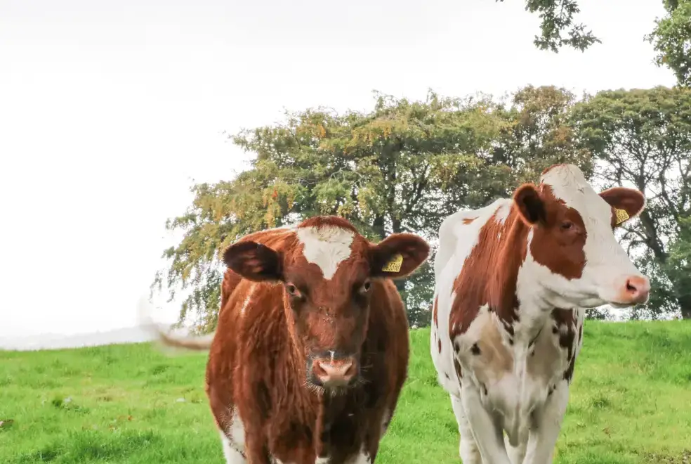 Countryside near Small Lane Cottage