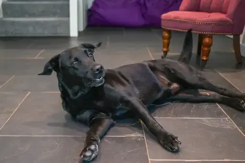 Dogs welcome at Somers Hiscott, Devon