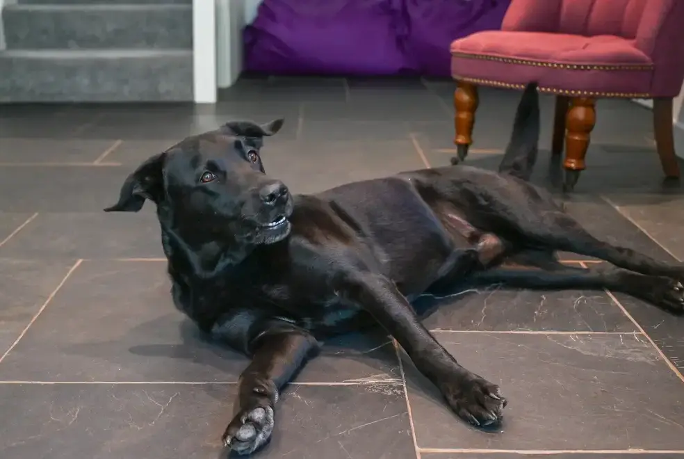 Dogs welcome at Somers Hiscott