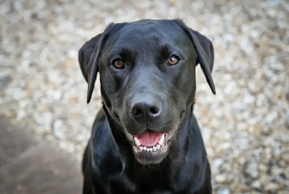 Dogs welcome at Somers Hiscott