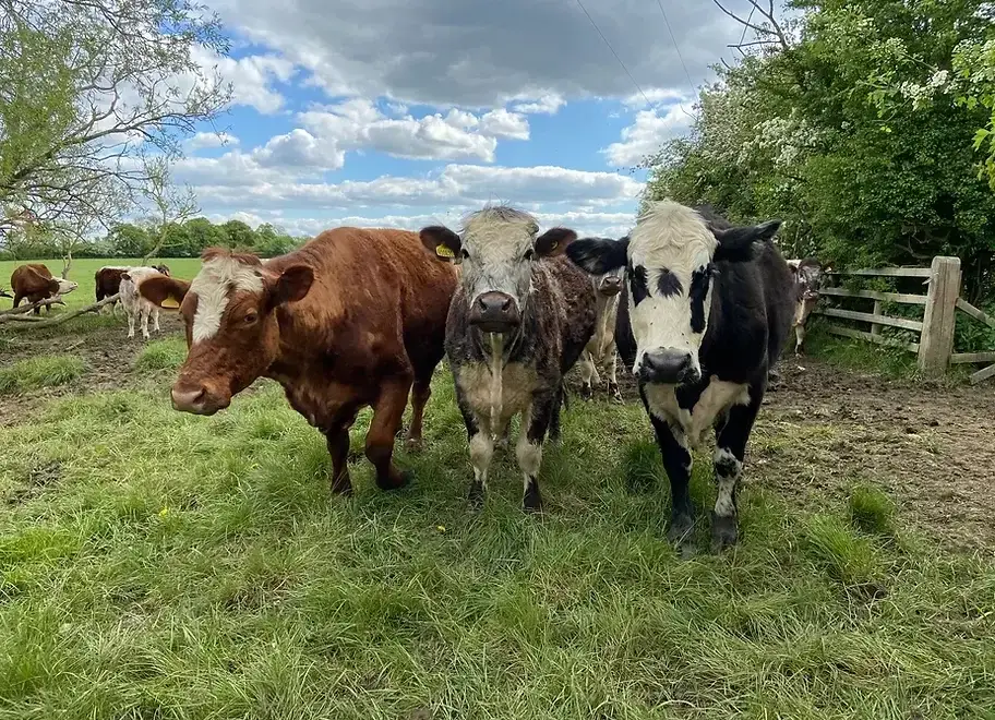 Countryside views at Stable Cottage