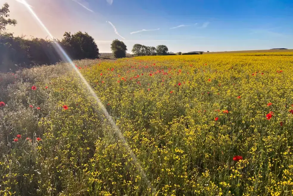 Countryside views at Sunny Cottage