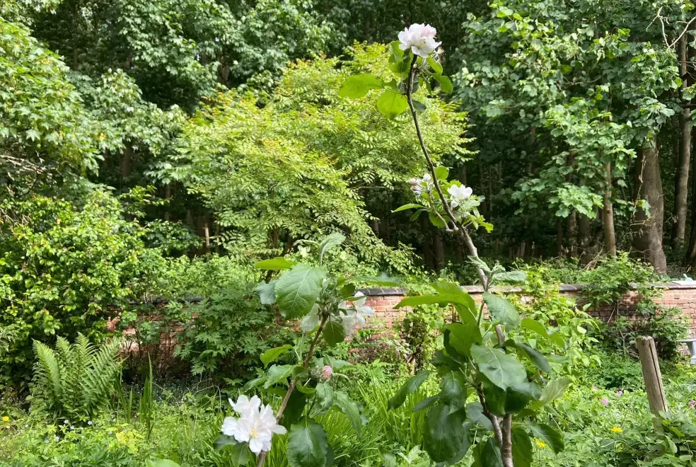 Garden at Sunny Cottage