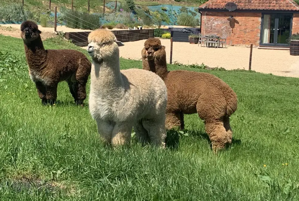 Countryside near Swallows Nest