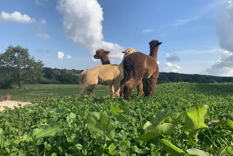 Countryside views at Swallows Nest