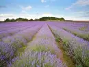 Countryside near TESTC - thumbnail photo