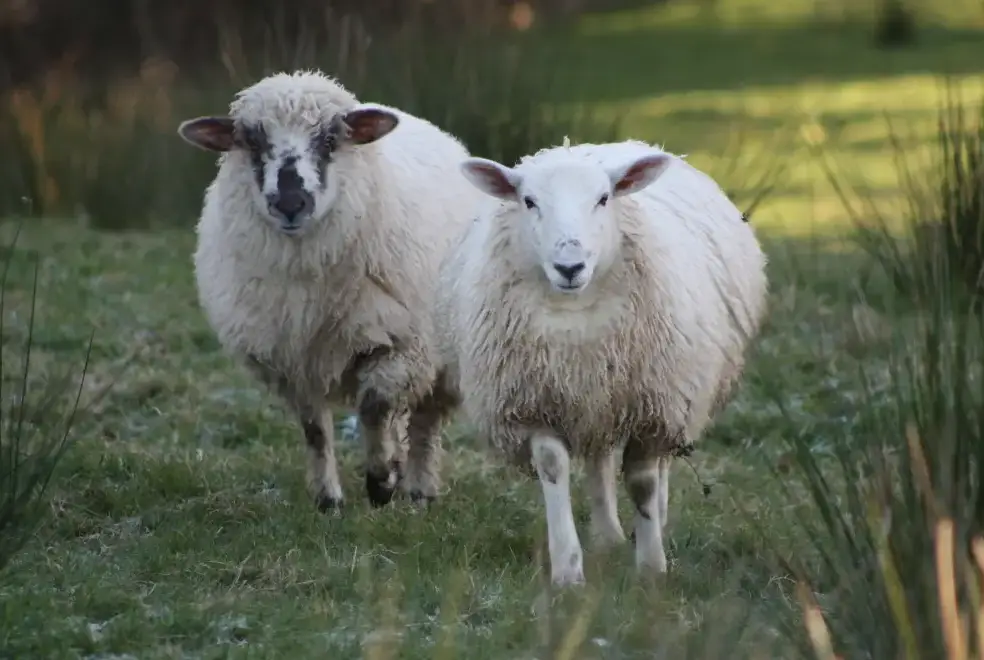 Countryside near The Barn at RyePark House