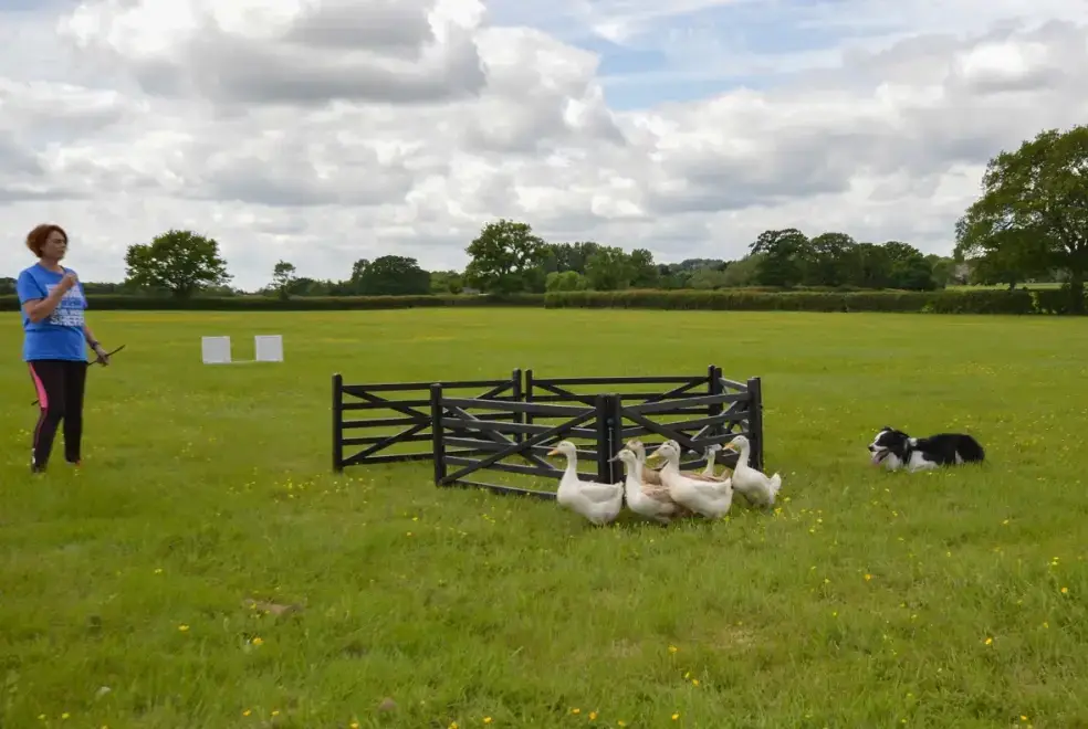 Countryside near The Cotswold Manor Lodge, Exclusive Hot-Tub, Games Barn, 70 acres of Parkland