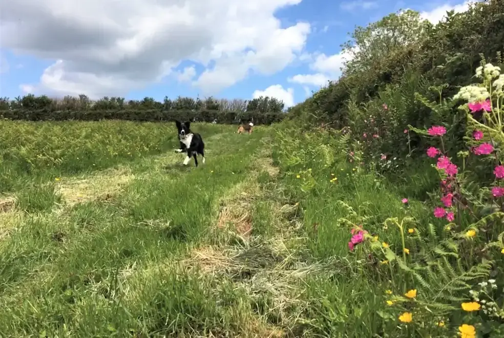 Good walks near The Dovecote