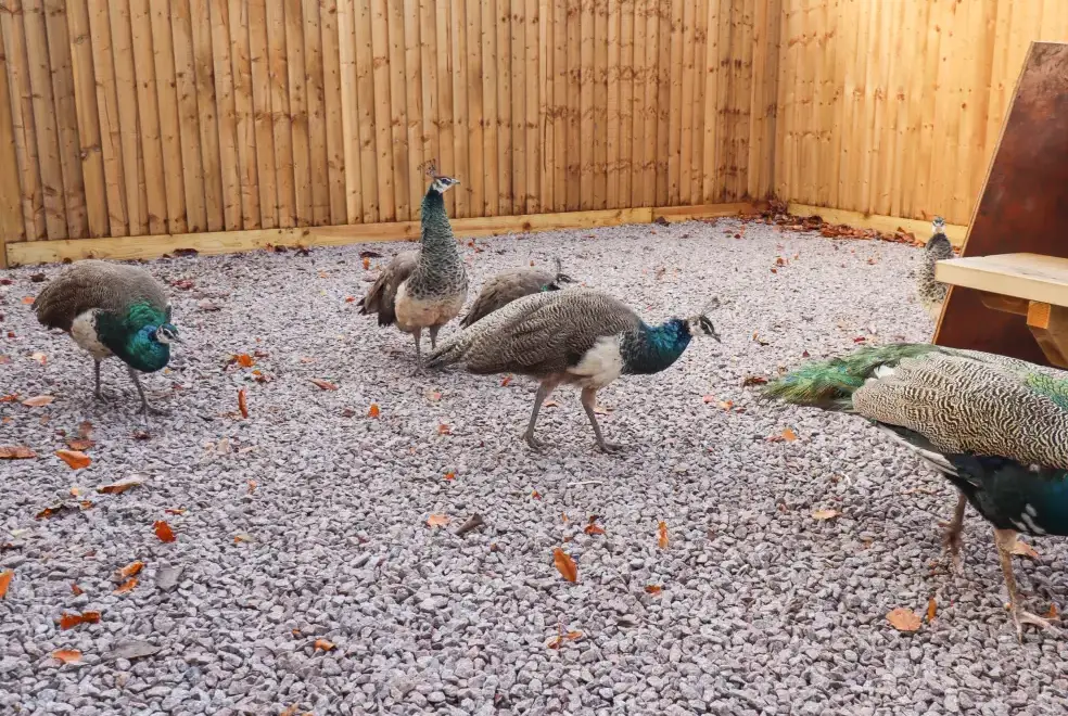 Enclosed garden at The Granary