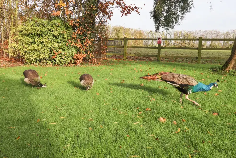 Garden at The Granary