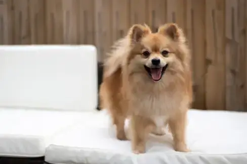 Dogs welcome at The Locks, Newport