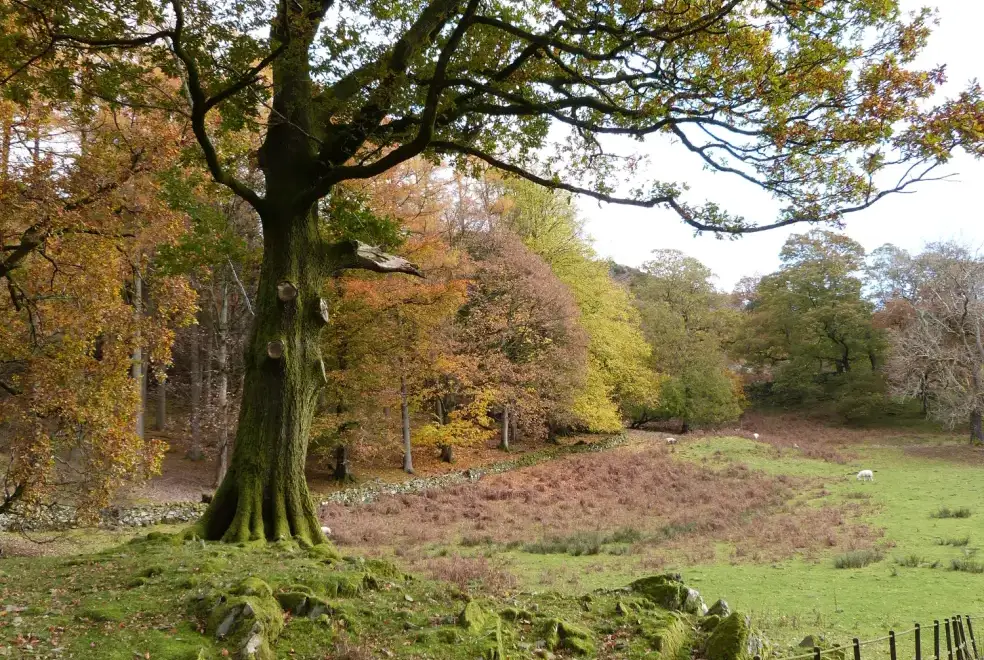 Countryside views at The Oaks