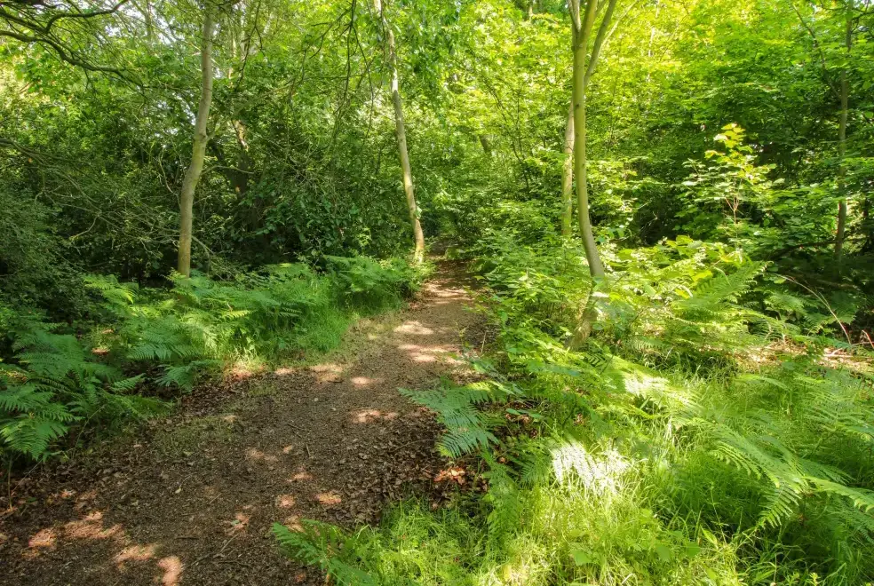 Good walks near The Olde Cow House, Shropshire Hills