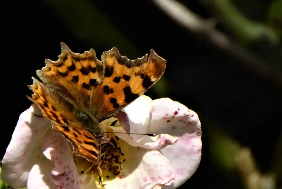Garden at The Owlery, romantic couples' cottage