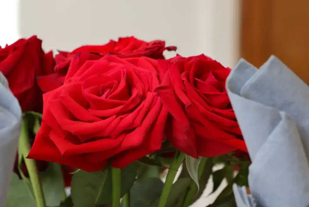 Garden at The Power House