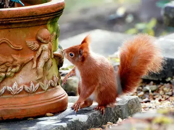 Garden at The Springs Romantic Holiday Lodge