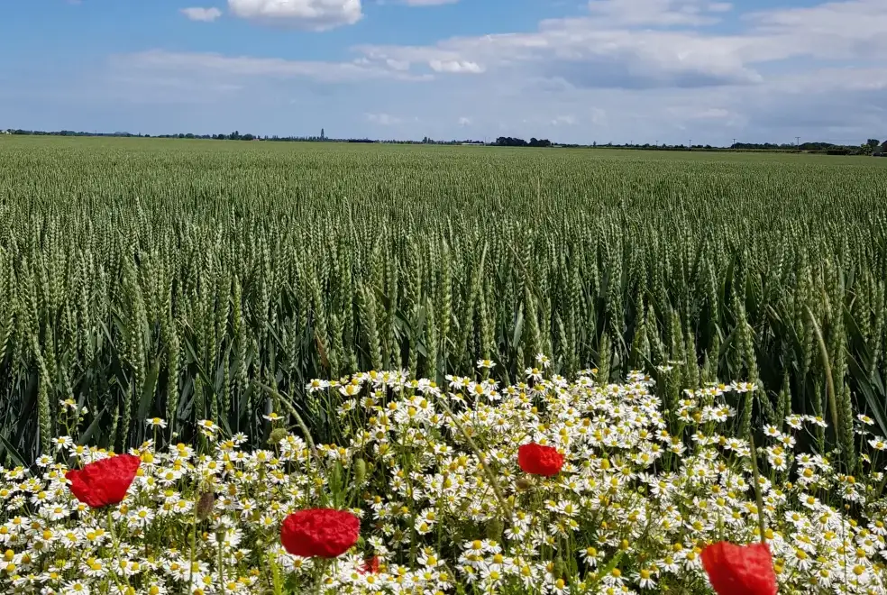 Countryside views at The Stables